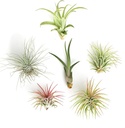 Shop Succulents | Assorted Collection of Live Air Plants, Hand Selected Variety Pack of Air Succulents | Collection of 6